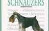Miniature Schnauzers
